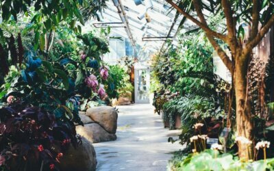 Green Thumb Market: Growing Digital Presence