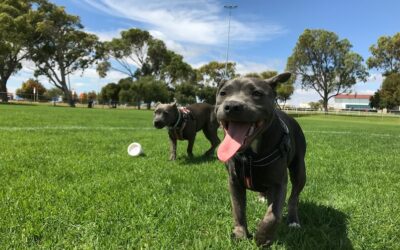 Ilume: Improving Reliability in Pet Health Technology